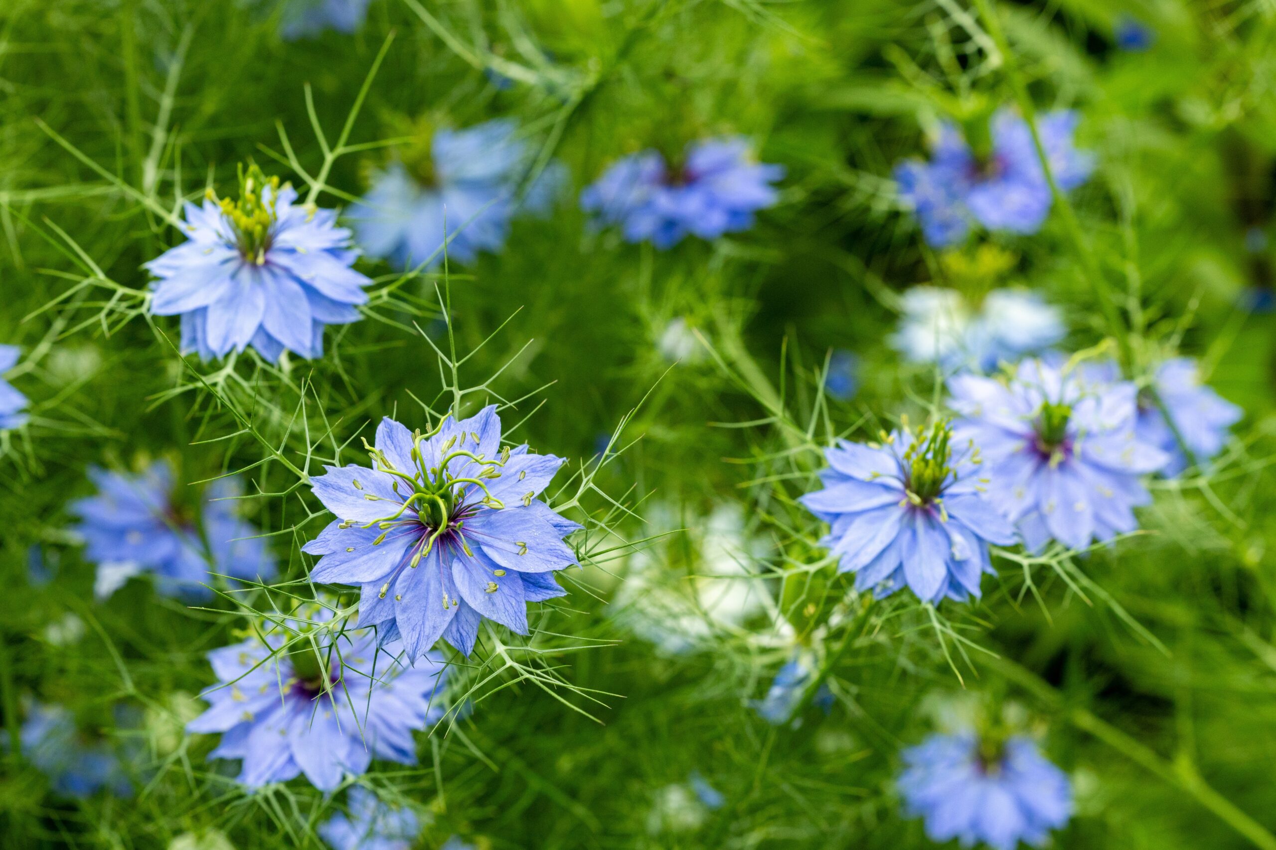 Nigella sativa plant with delicate pale blue flowers and thin green leaves, the source of kalonji seeds.