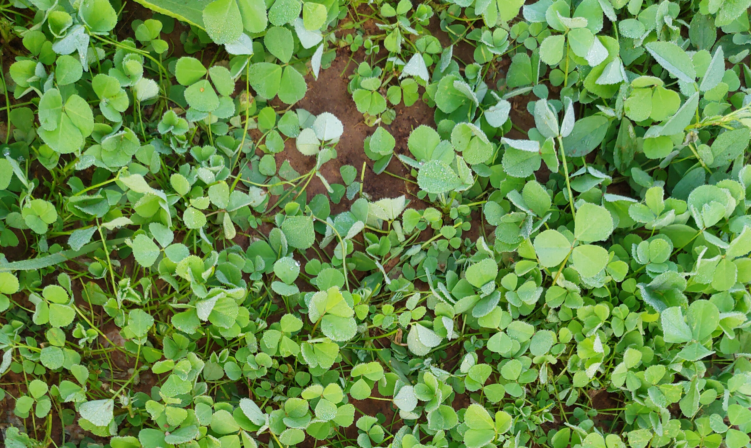 u’ll find Fenugreek (Methi) growing across South Asia, the Mediterranean, and parts of North Africa.