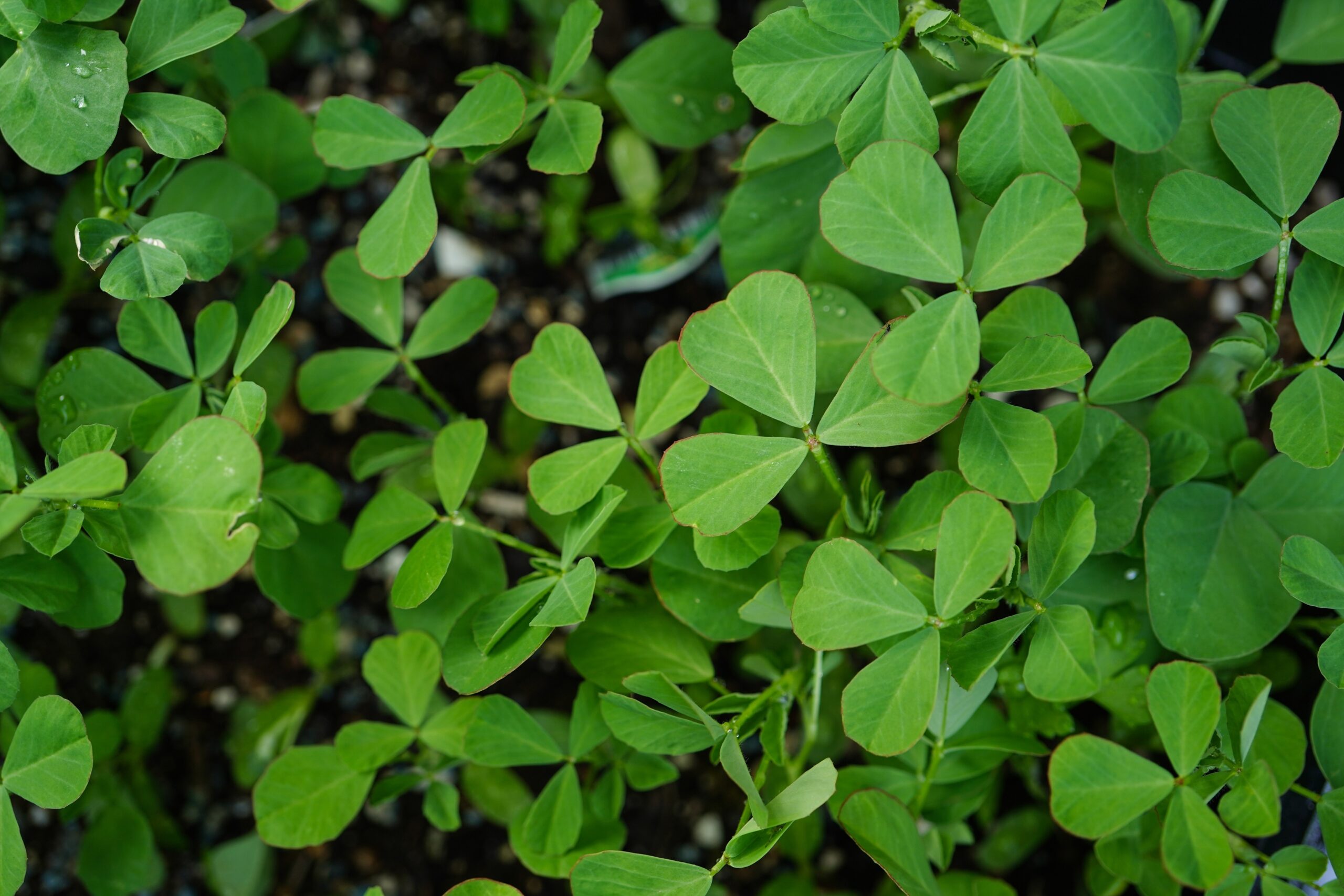 The Trigonella foenum-graecum plant, commonly known as fenugreek, is the source of both kasuri methi (dried leaves) and fenugreek seeds used in cooking and traditional remedies.