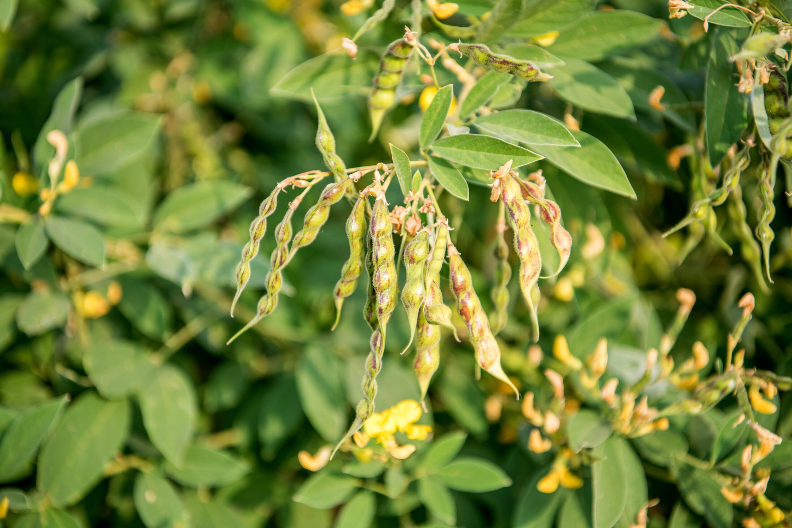 Toor dal comes from the pigeon pea plant. It’s widely grown in states like Maharashtra, Karnataka, and Andhra Pradesh, thriving in dry, warm climates.