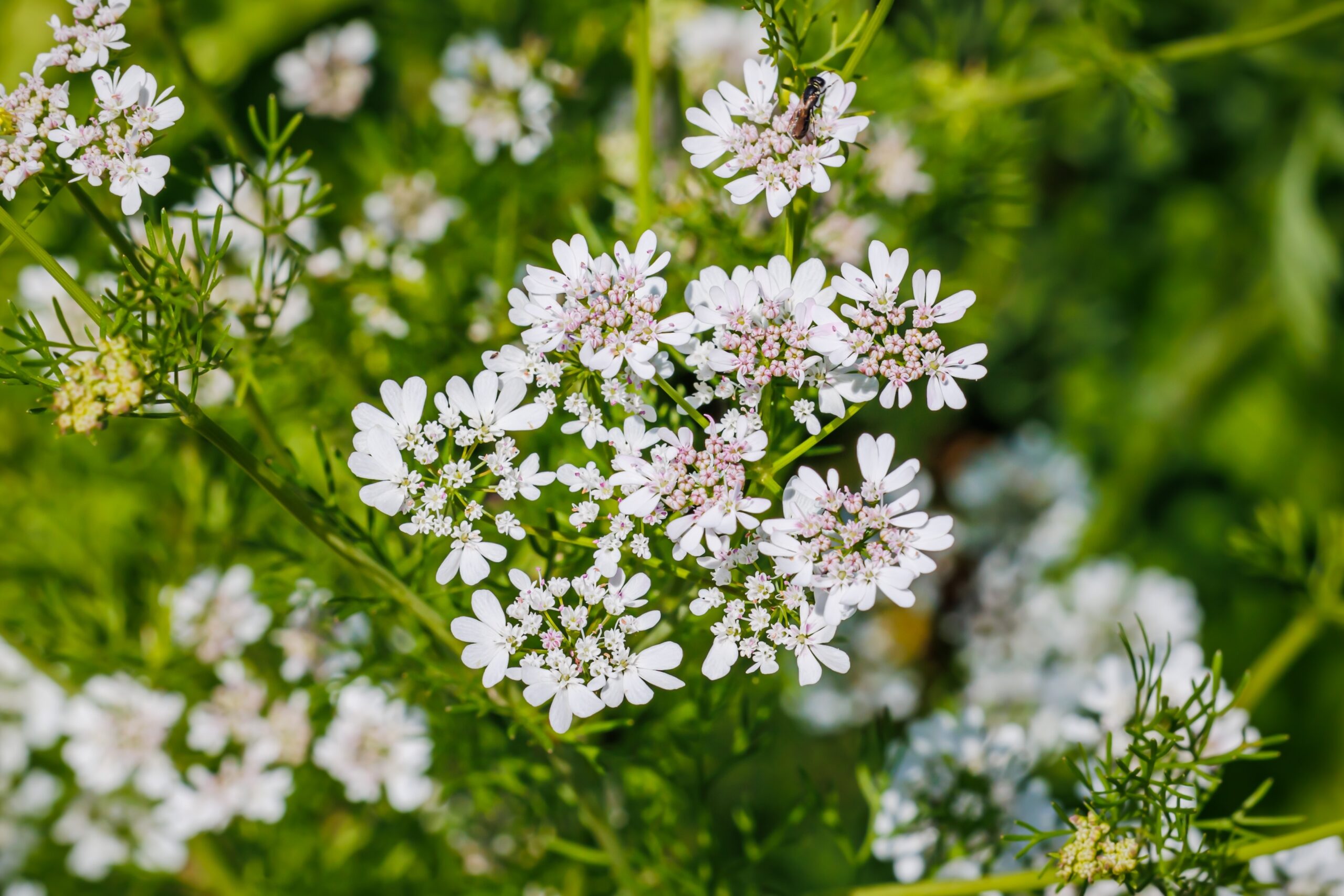 Trachyspermum ammi — the Ajwain plant, widely cultivated in India, Iran, and Egypt, thrives in dry winters and is typically harvested between January and March.