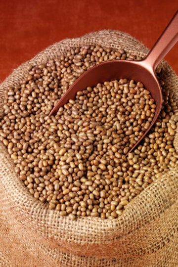 Moth dal (Vigna aconitifolia) – small brown Indian lentils known for their earthy flavor and high protein content.
