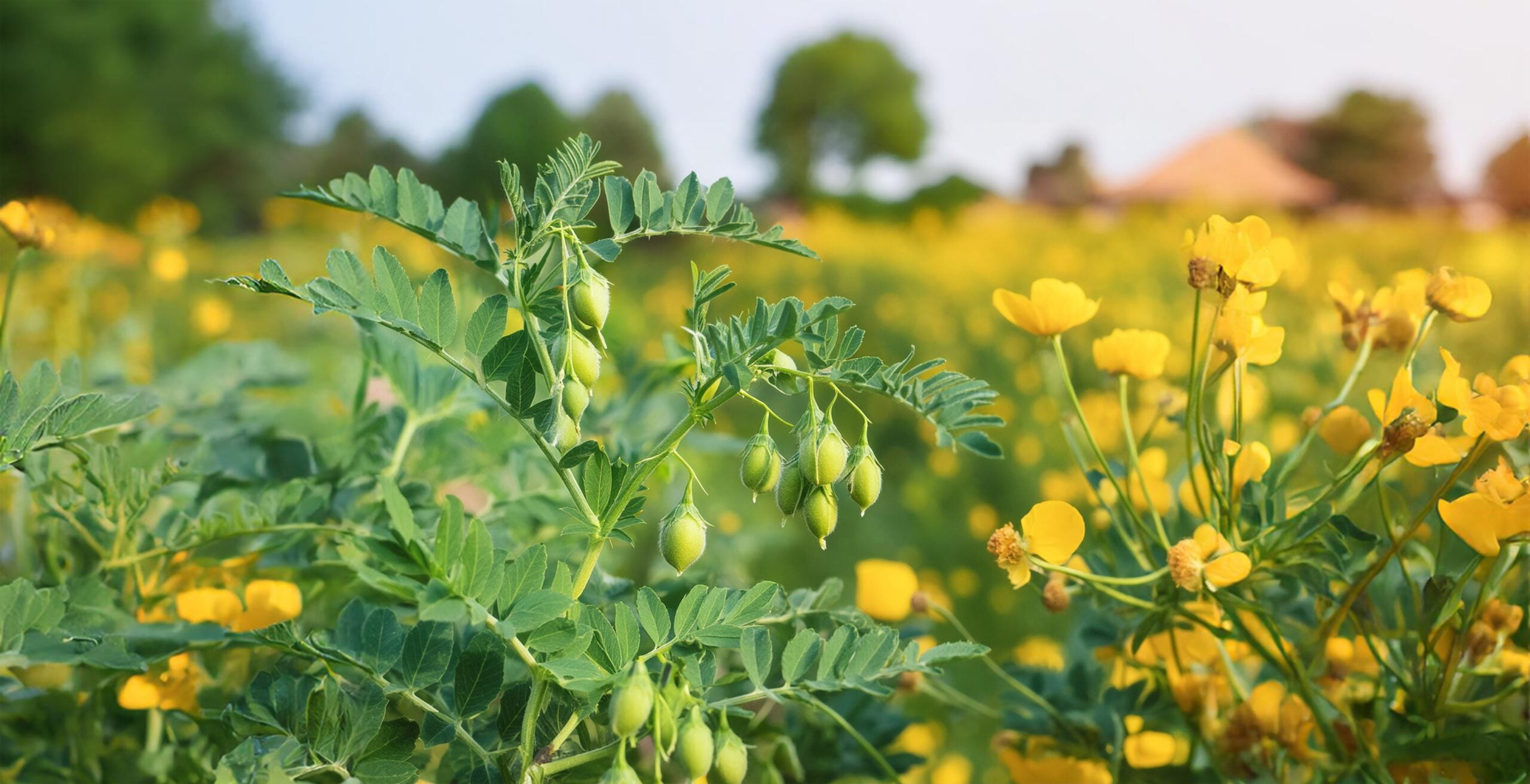 Chickpea plants growing in a field with green pods and yellow wildflowers