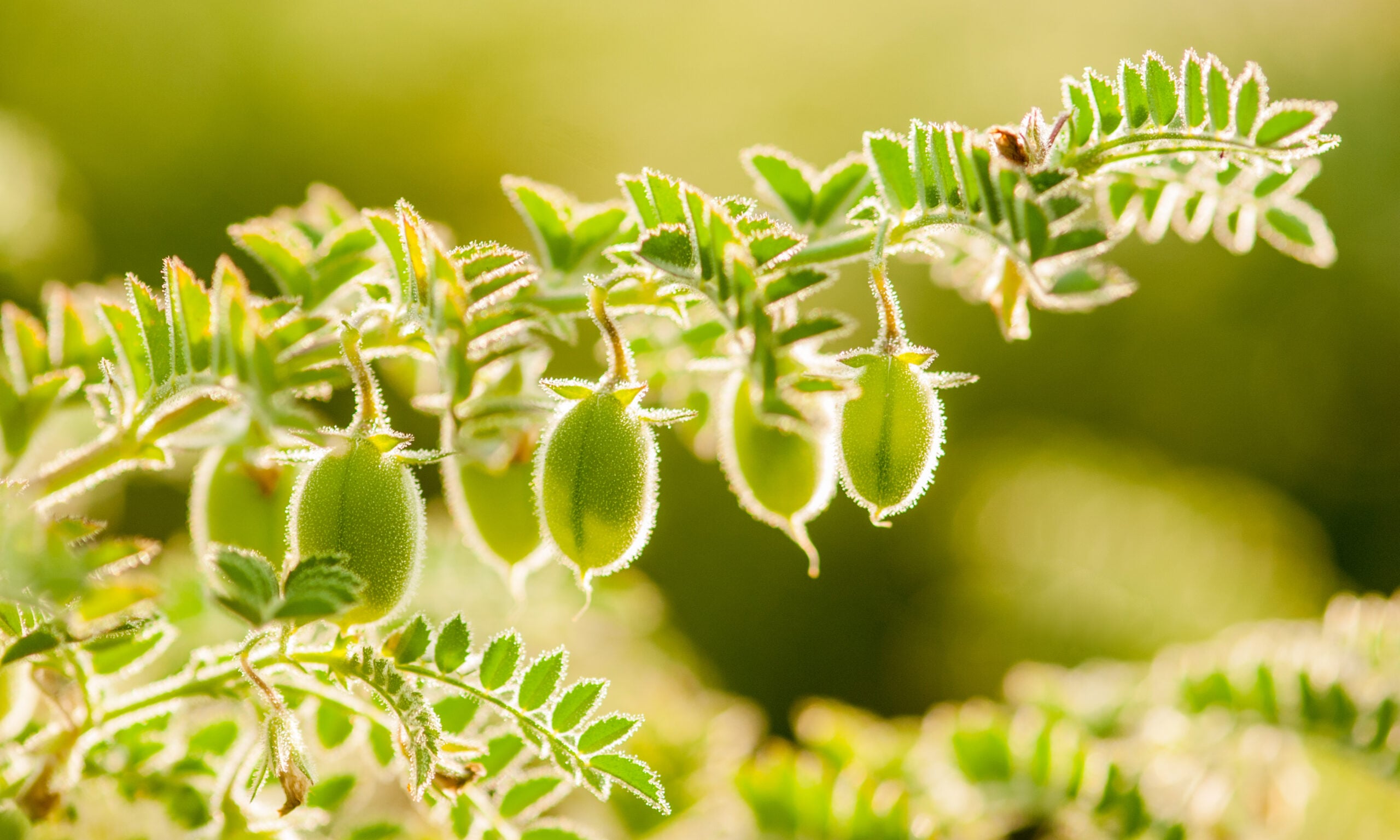 Close up of green chickpea pods growing on a chickpea plant branch