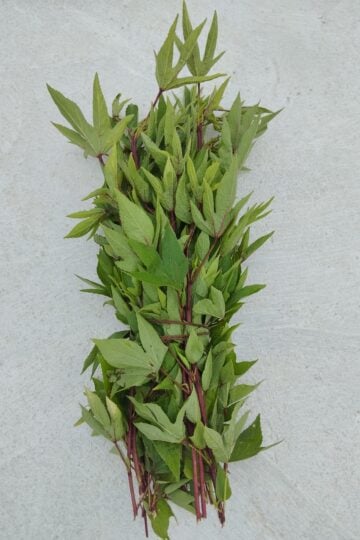 Gongura leaves (red roselle leaves) fresh bunch with green lobed leaves and reddish stems displayed on a white surface