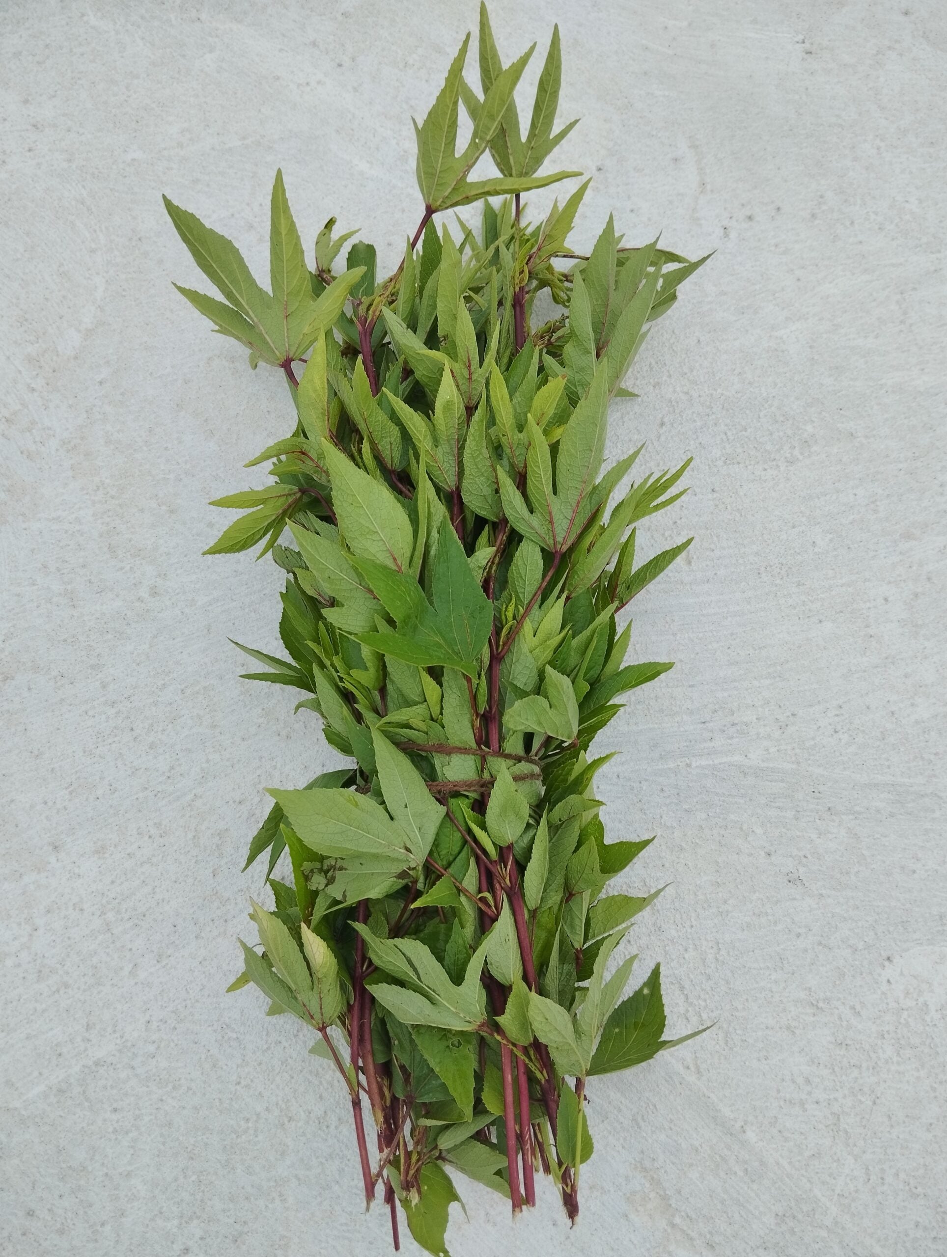Gongura leaves (red roselle leaves) fresh bunch with green lobed leaves and reddish stems displayed on a white surface