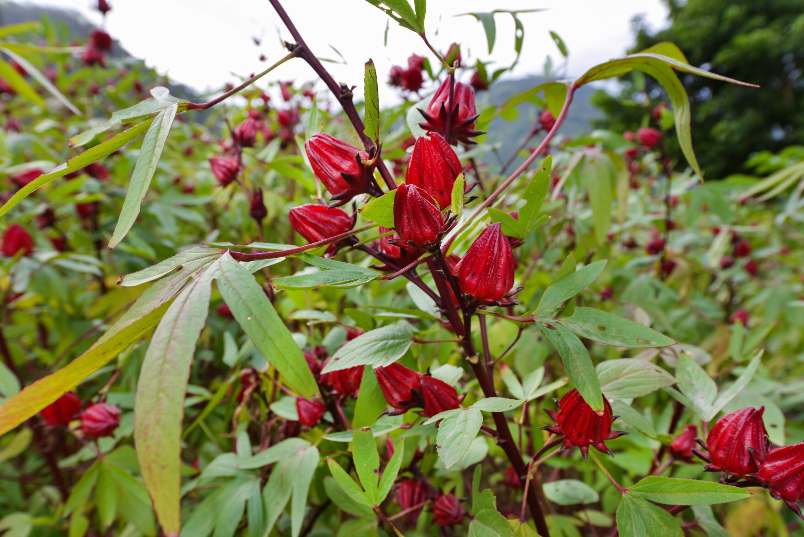 Close up of Gongura plant showing red buds and green lobed leaves