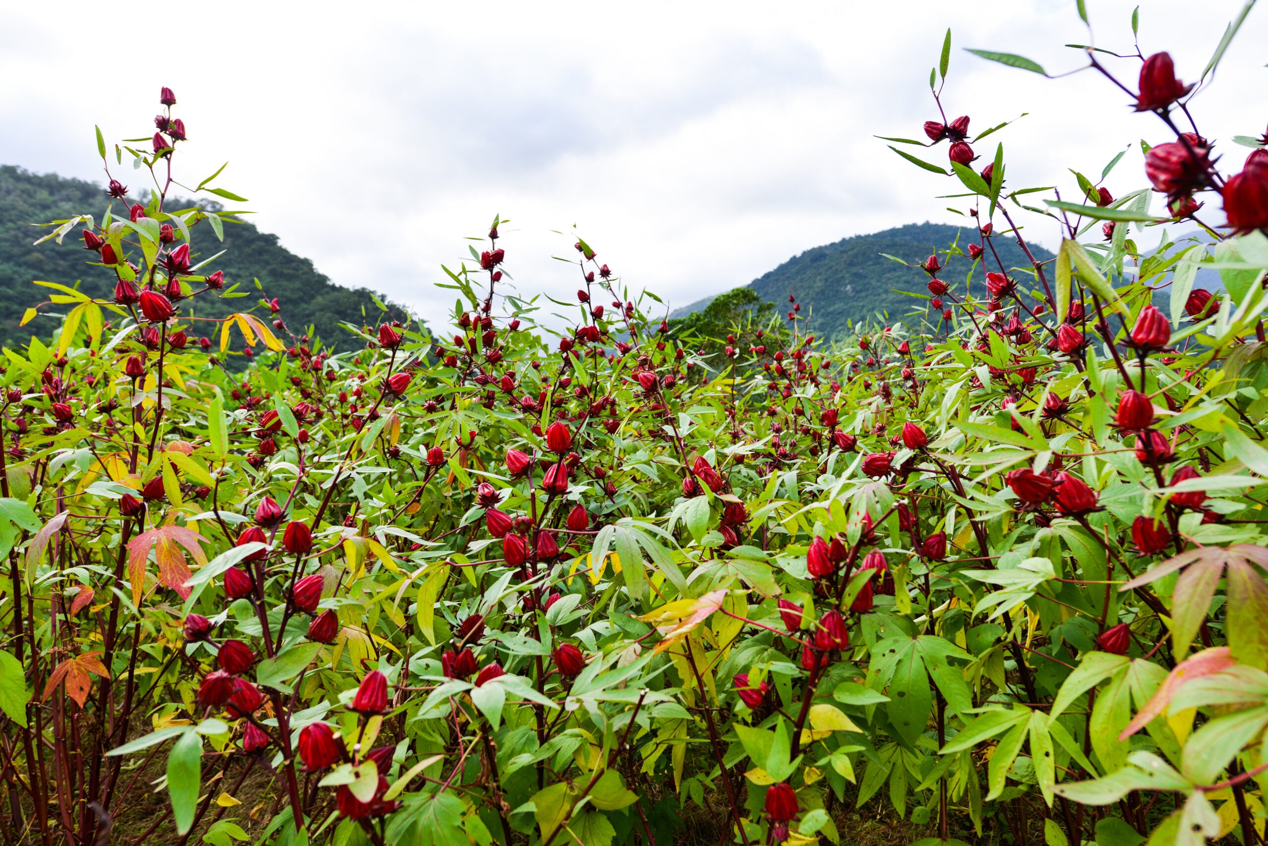 Gongura plants growing in a field with green leaves and red flower buds